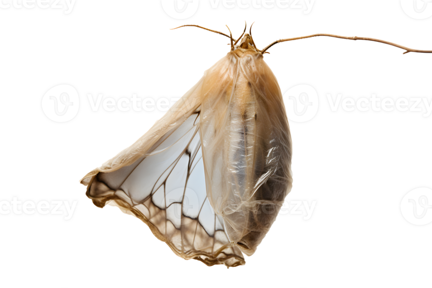 Butterfly cocoon hanging isolated on a transparent background png