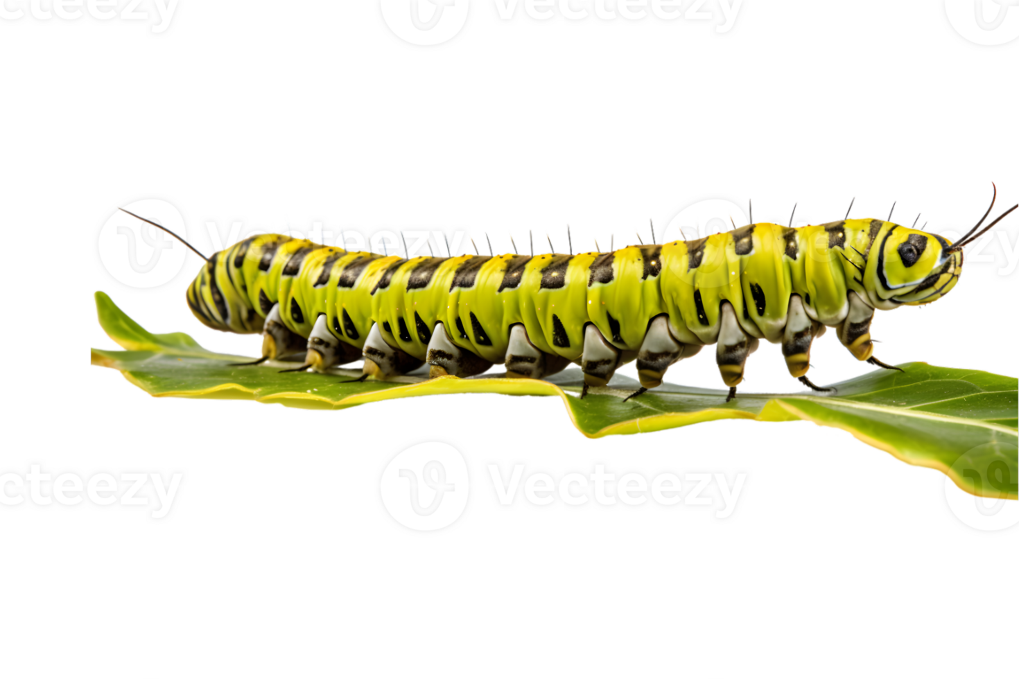 Swallowtail caterpillar isolated on a transparent background png