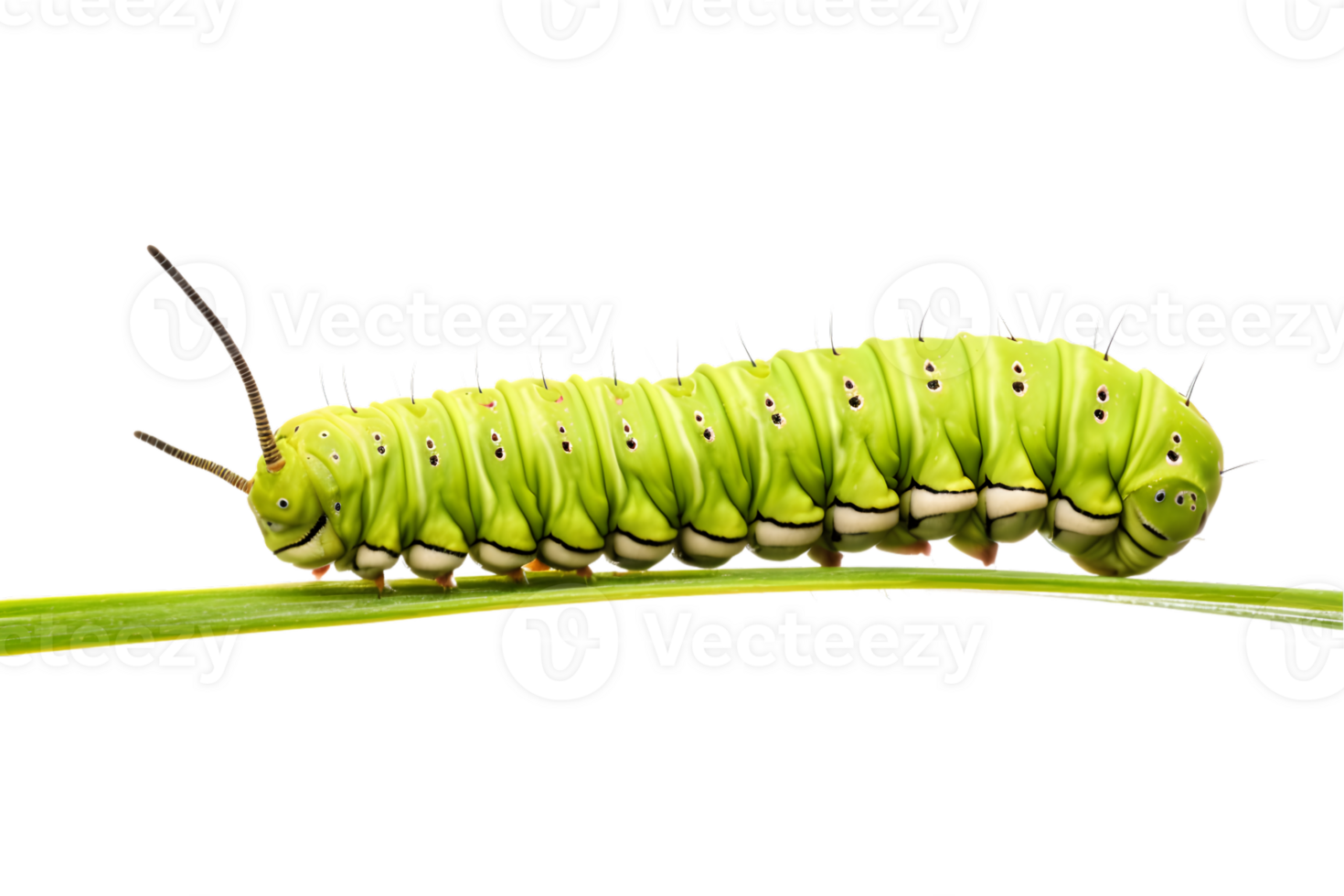 Swallowtail caterpillar isolated on a transparent background png