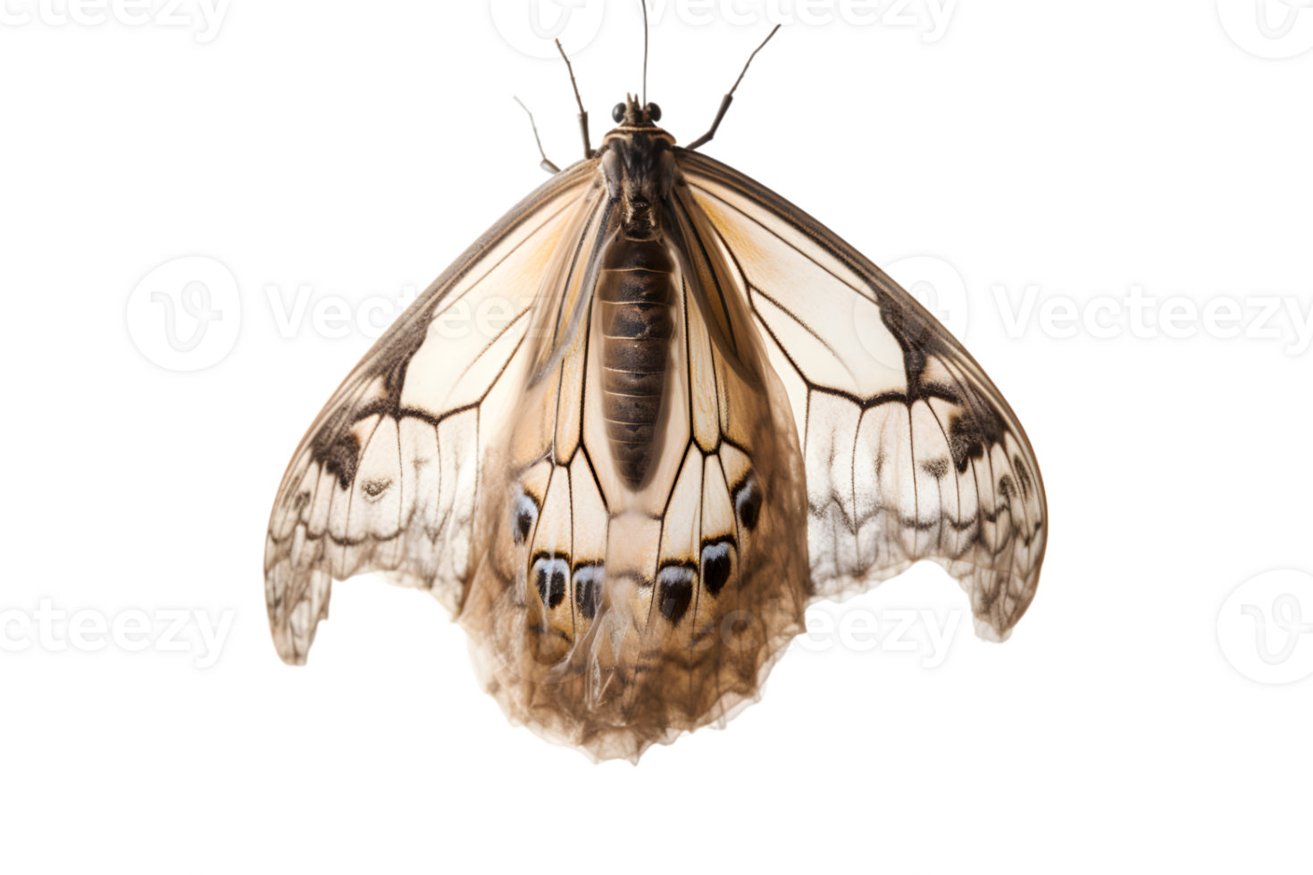 Schmetterling Kokon hängend isoliert auf ein transparent Hintergrund png