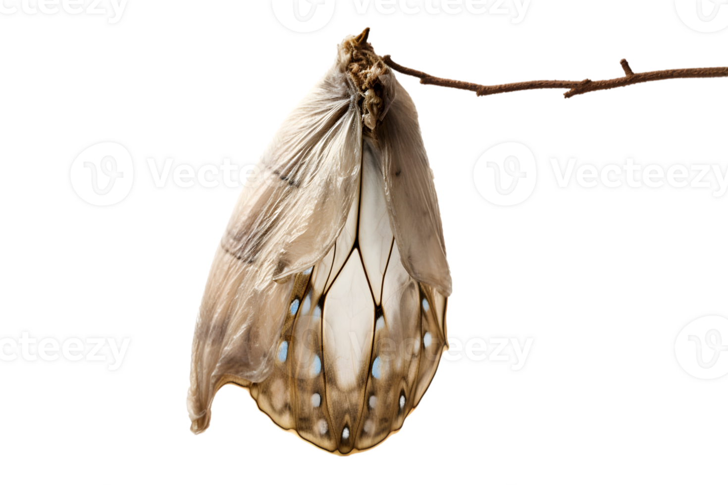 Butterfly cocoon hanging isolated on a transparent background png