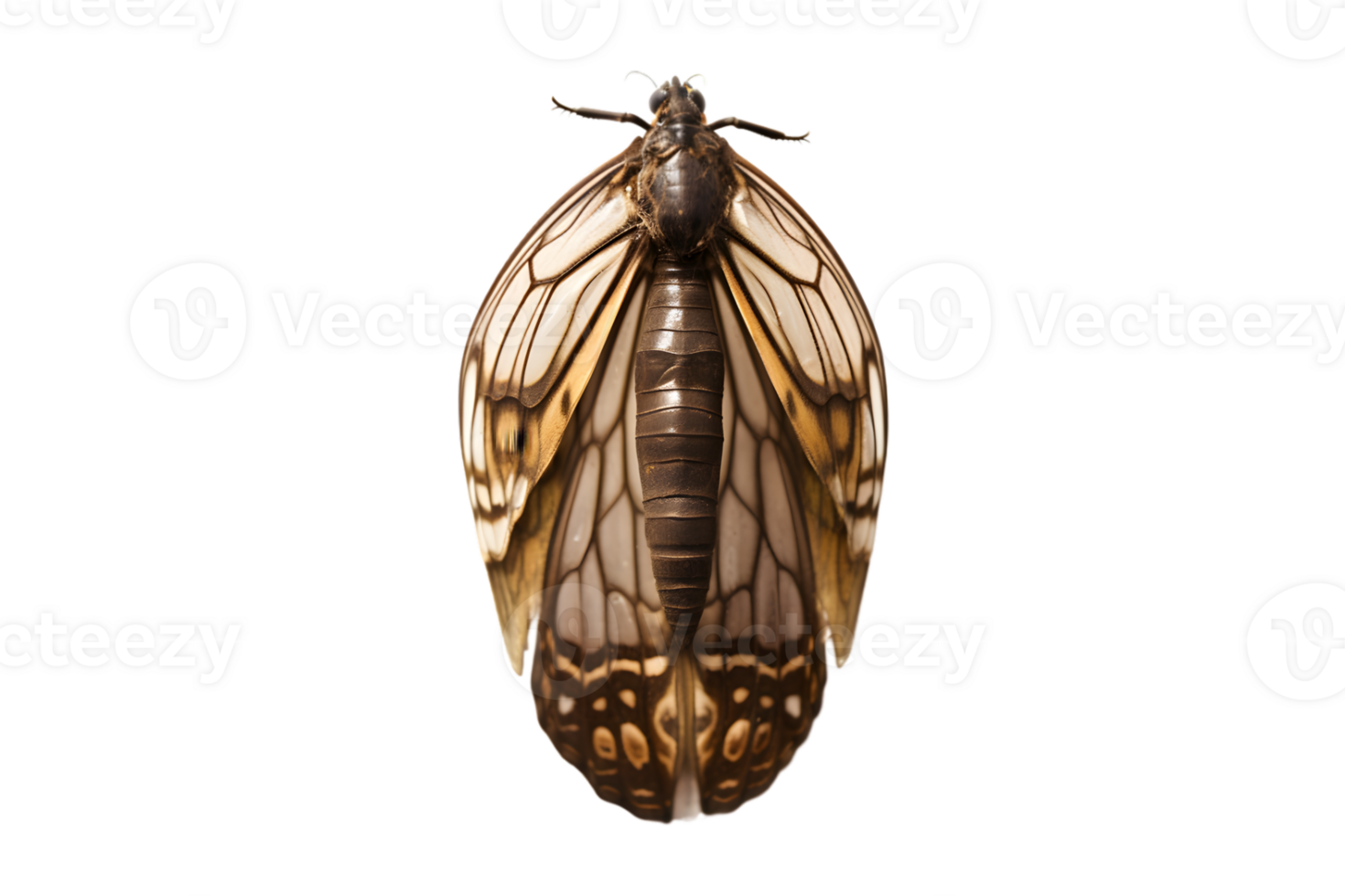 Schmetterling Kokon hängend isoliert auf ein transparent Hintergrund png