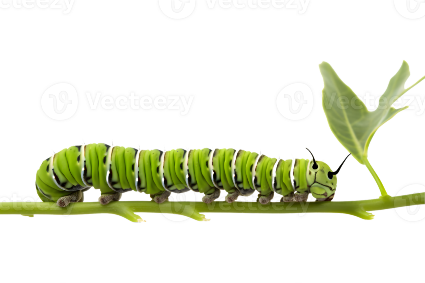 Swallowtail caterpillar isolated on a transparent background png