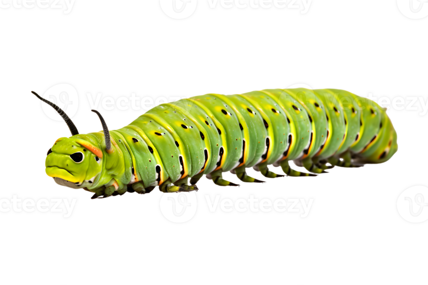 Swallowtail caterpillar isolated on a transparent background png