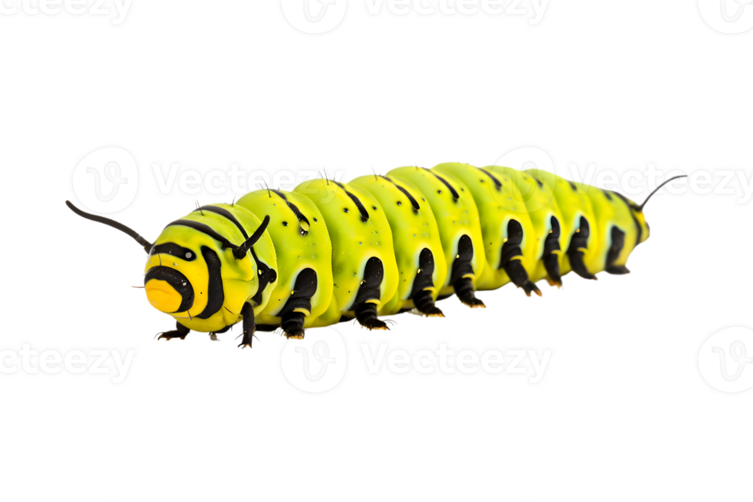 Swallowtail caterpillar isolated on a transparent background png