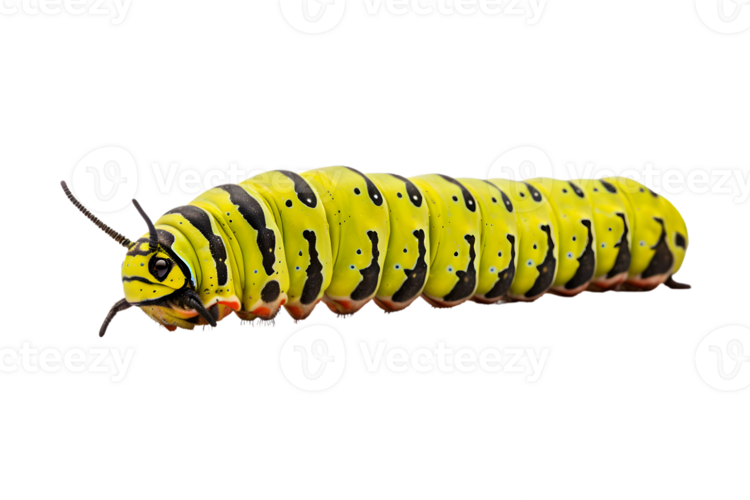 Swallowtail caterpillar isolated on a transparent background png