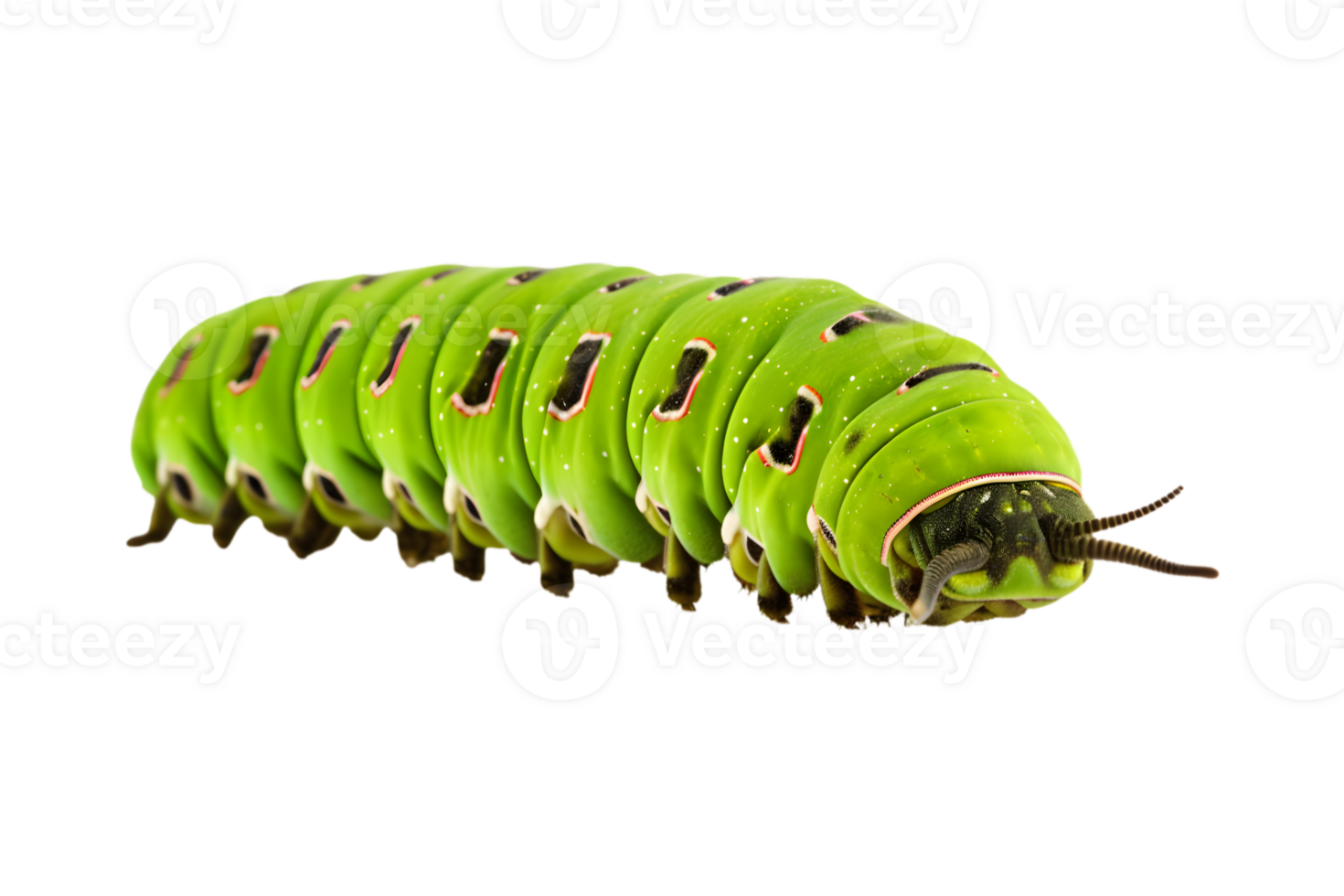 Swallowtail caterpillar isolated on a transparent background png