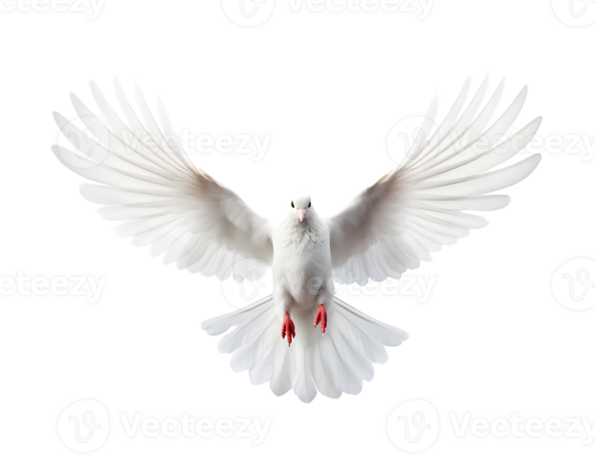 white dove flying free with open wings, front view isolated on a transparent background png