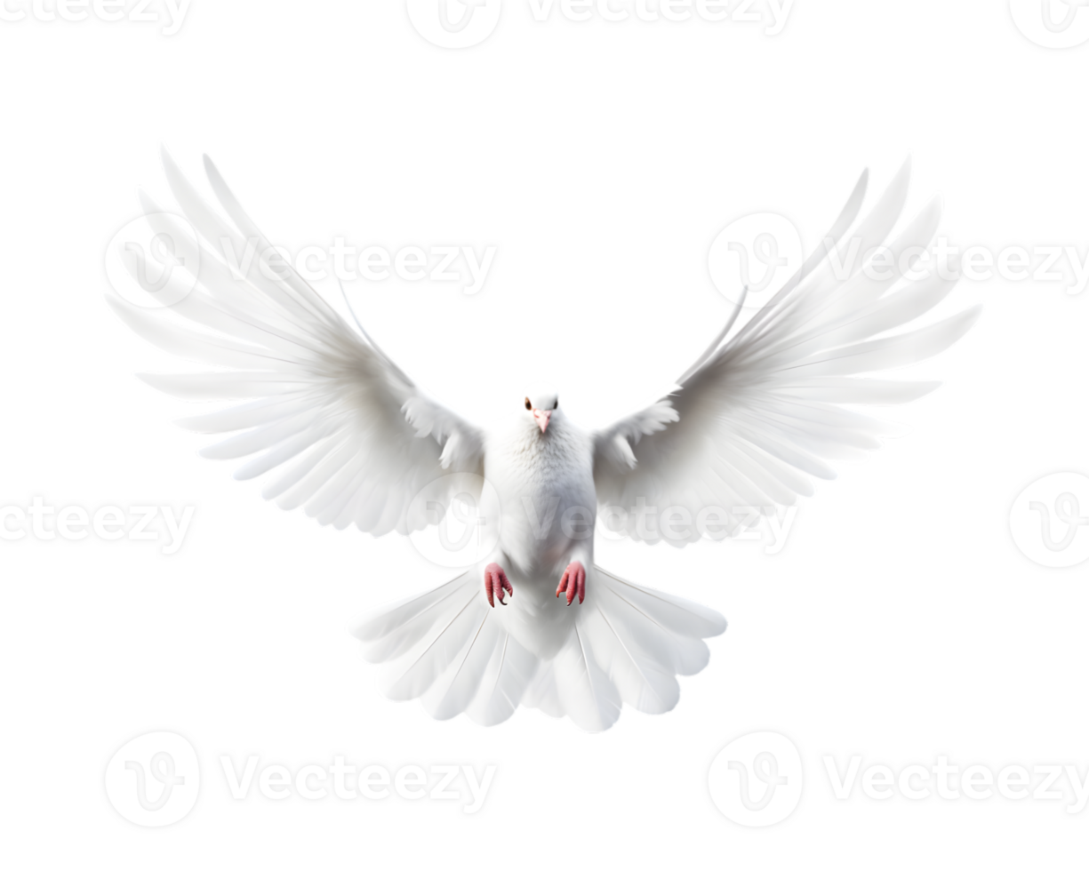 white dove flying free with open wings, front view isolated on a transparent background png