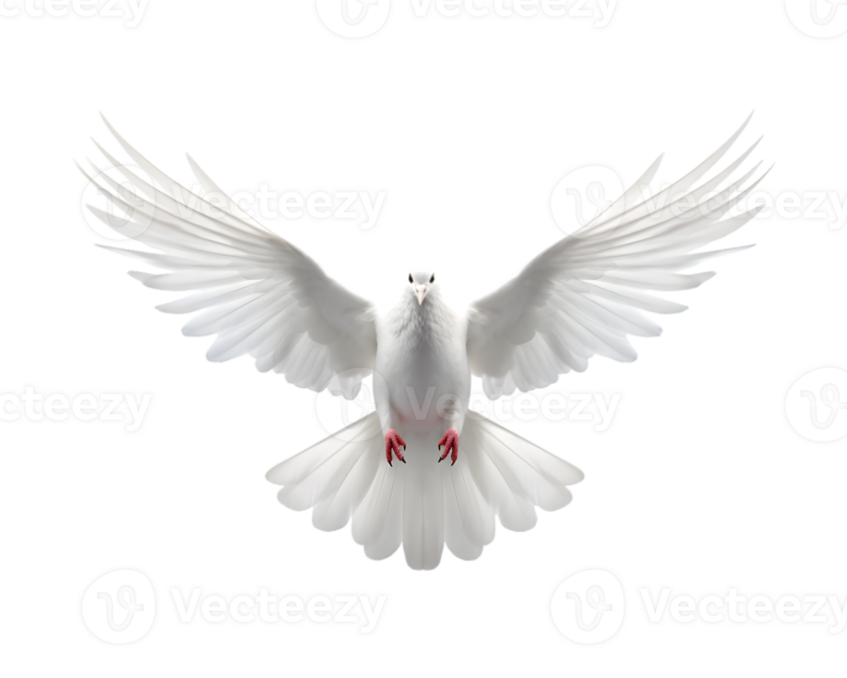 branco pomba vôo livre com aberto asas frente Visão isolado em uma transparente fundo png