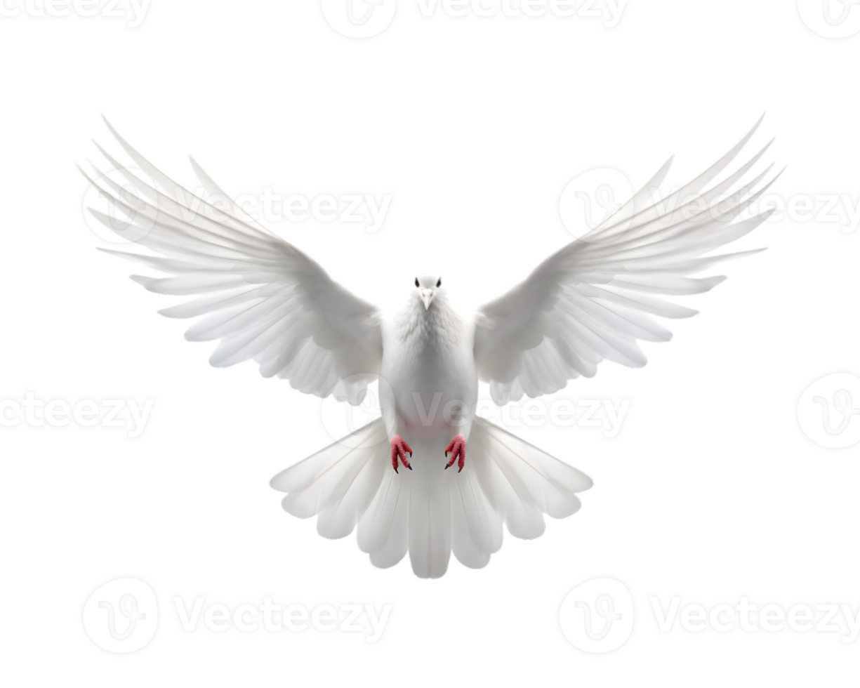 white dove flying free with open wings, front view isolated on a transparent background png