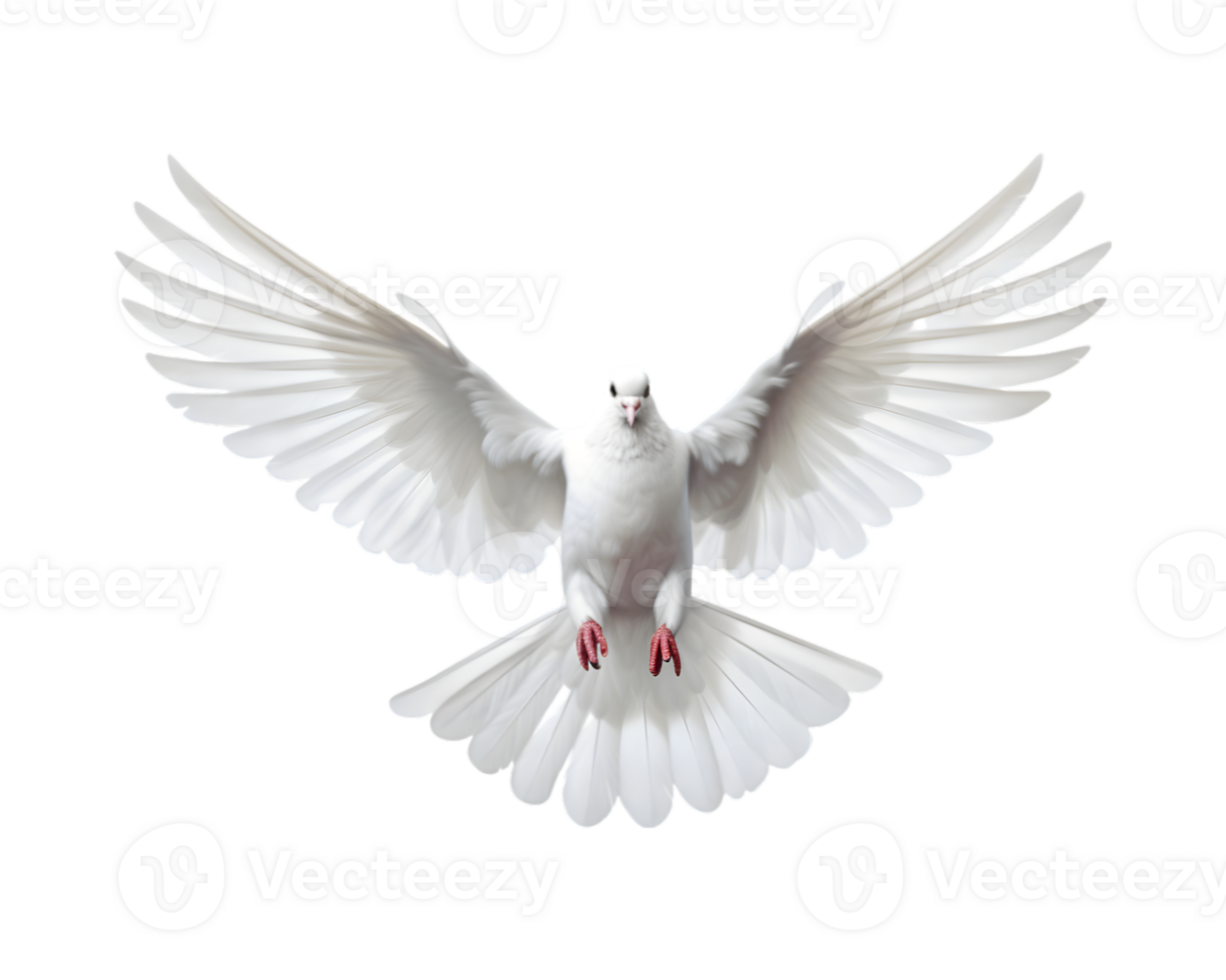 white dove flying free with open wings, front view isolated on a transparent background png