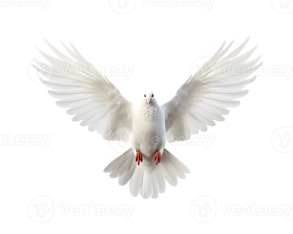 white dove flying free with open wings, front view isolated on a transparent background png