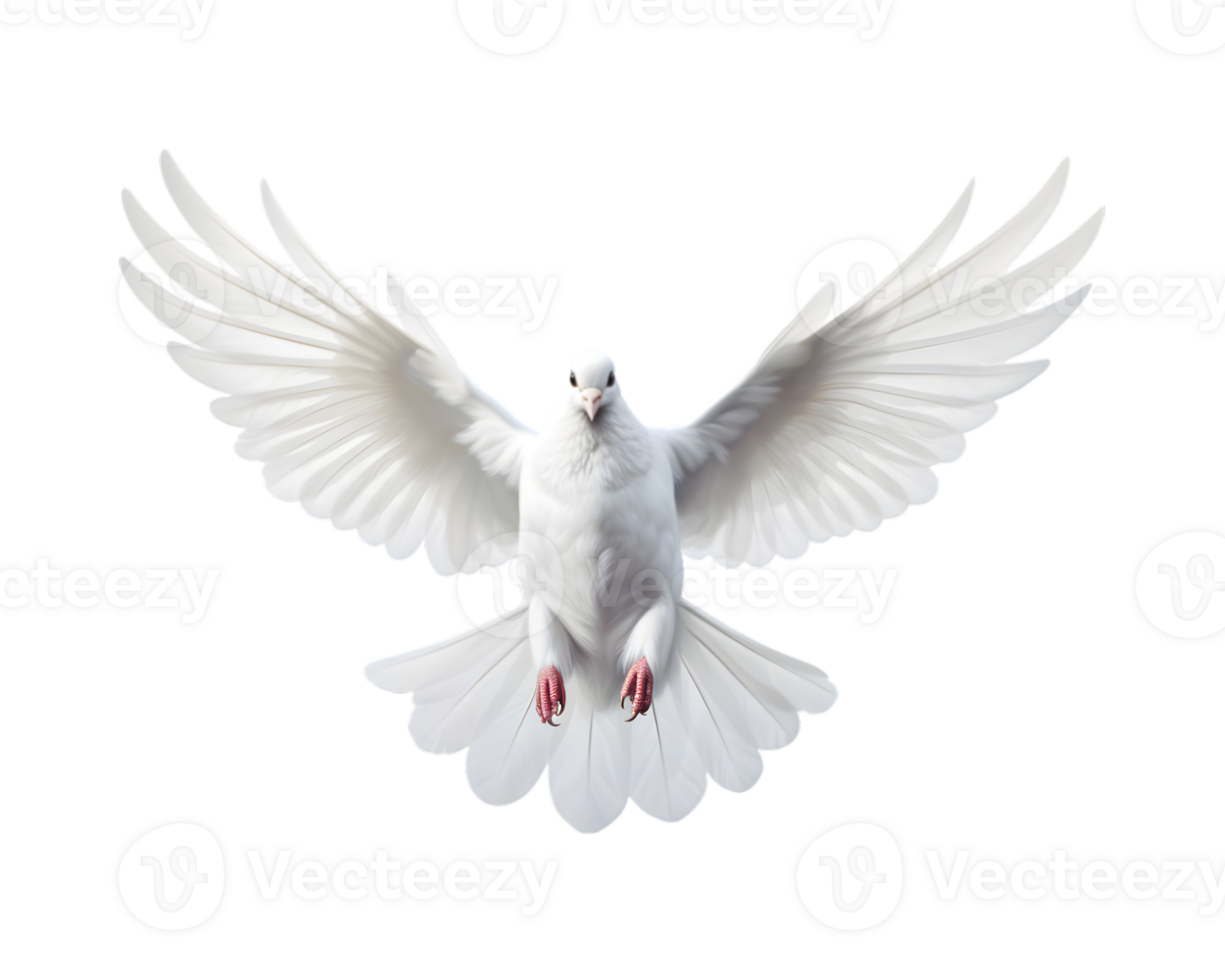 white dove flying free with open wings, front view isolated on a transparent background png