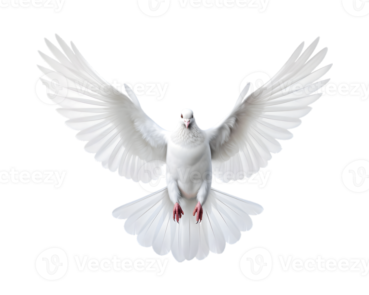 white dove flying free with open wings, front view isolated on a transparent background png