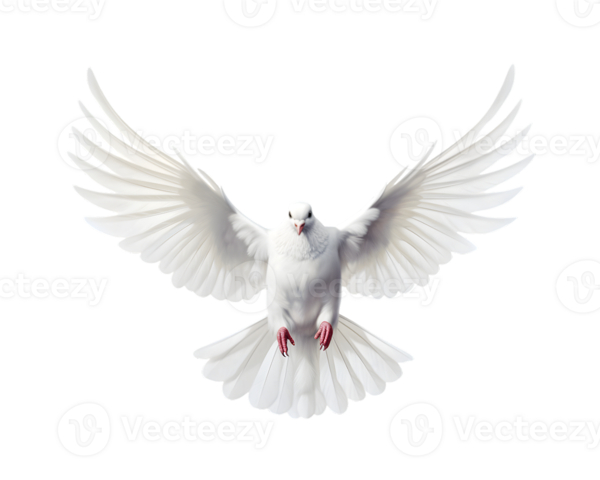 white dove flying free with open wings, front view isolated on a transparent background png