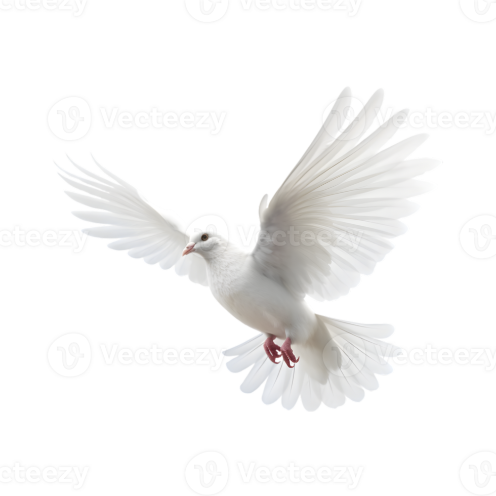 white dove flying with wings wide open isolated on a transparent background png