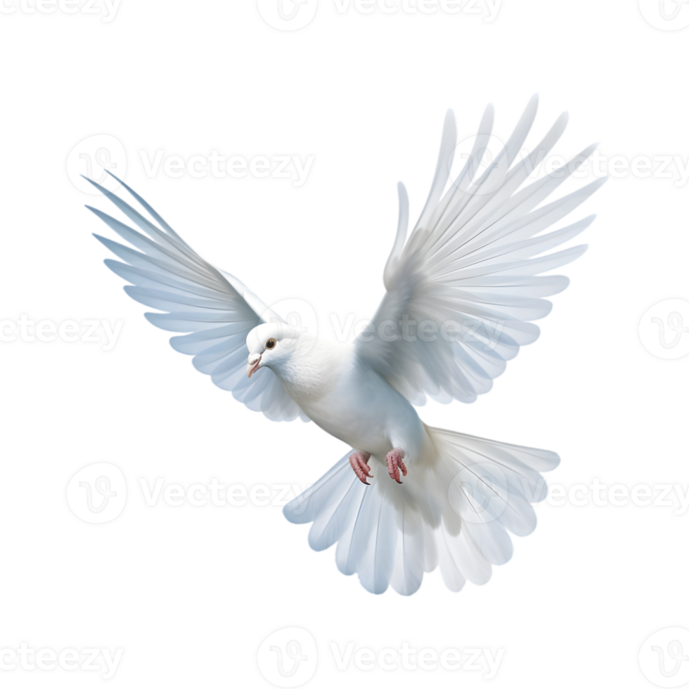 white dove flying with wings wide open isolated on a transparent background png