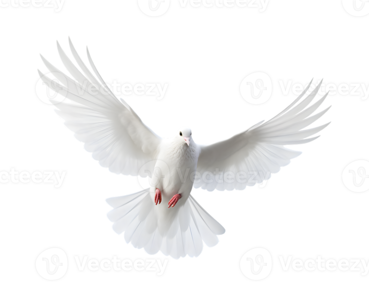 white dove flying with wings wide open isolated on a transparent background png