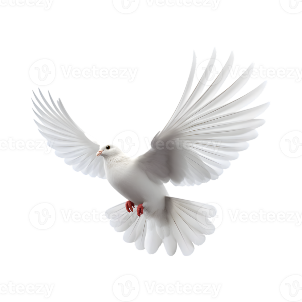 white dove flying with wings wide open isolated on a transparent background png