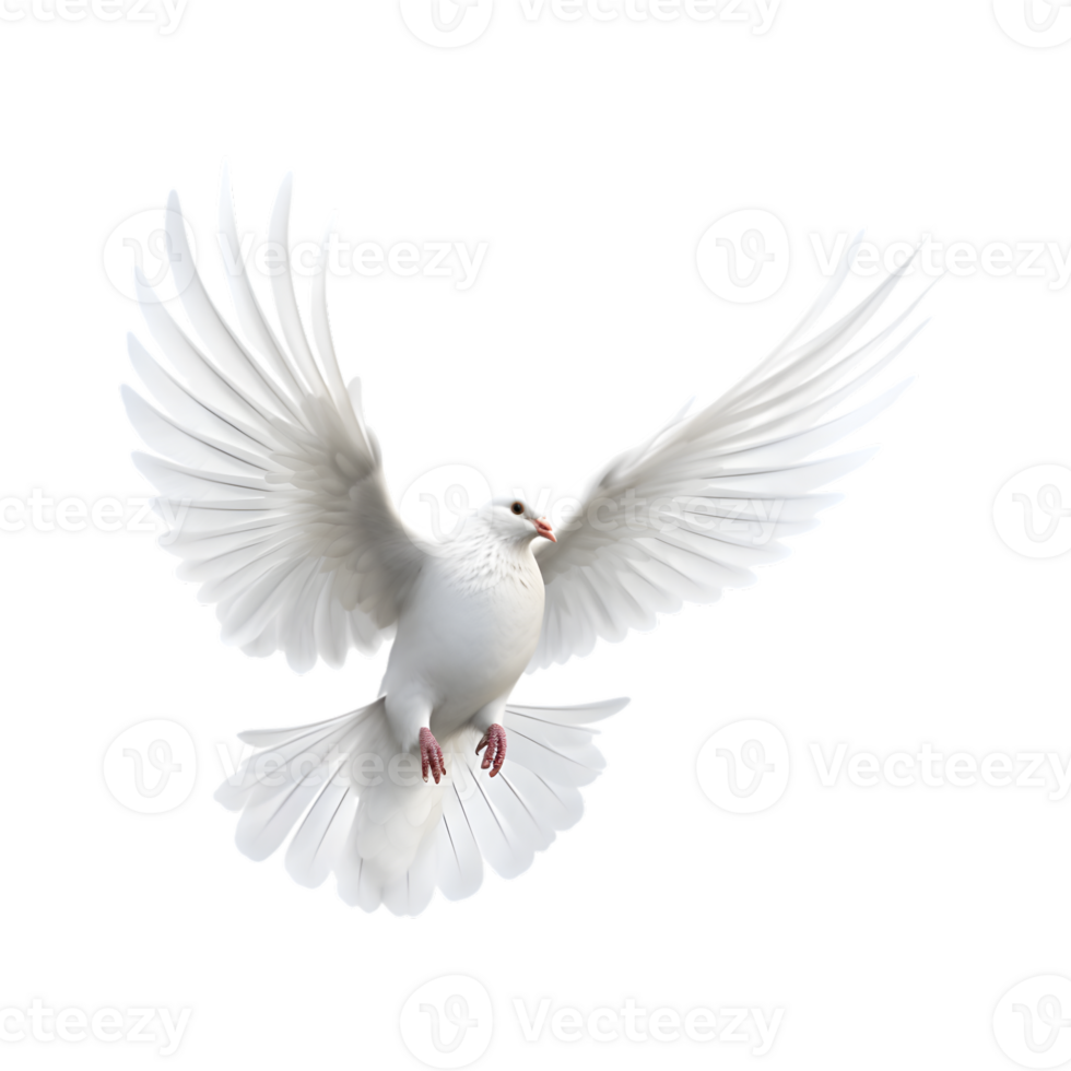 white dove flying with wings wide open isolated on a transparent background png