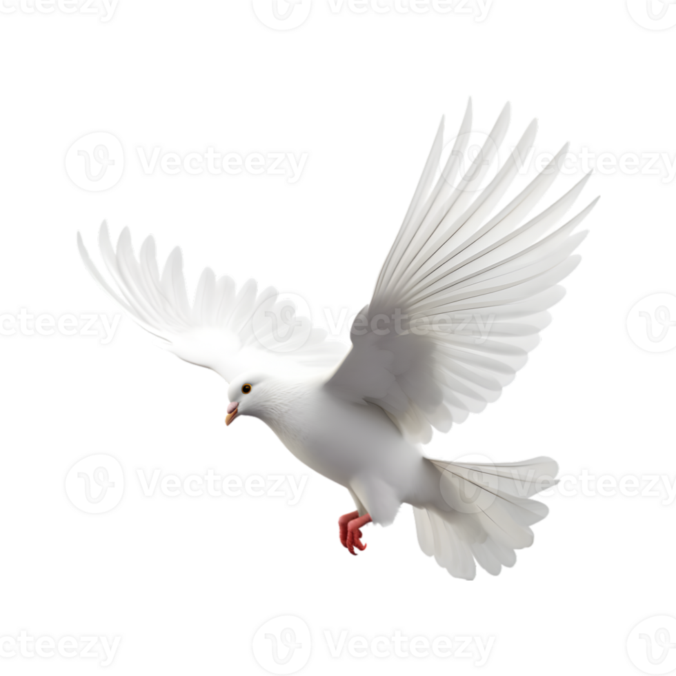 white dove flying with wings wide open isolated on a transparent background png