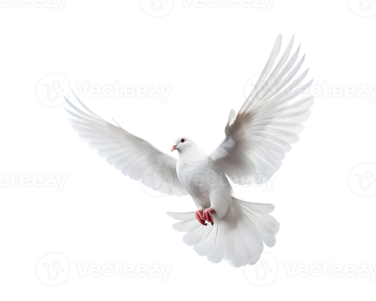 white dove flying with wings wide open isolated on a transparent background png