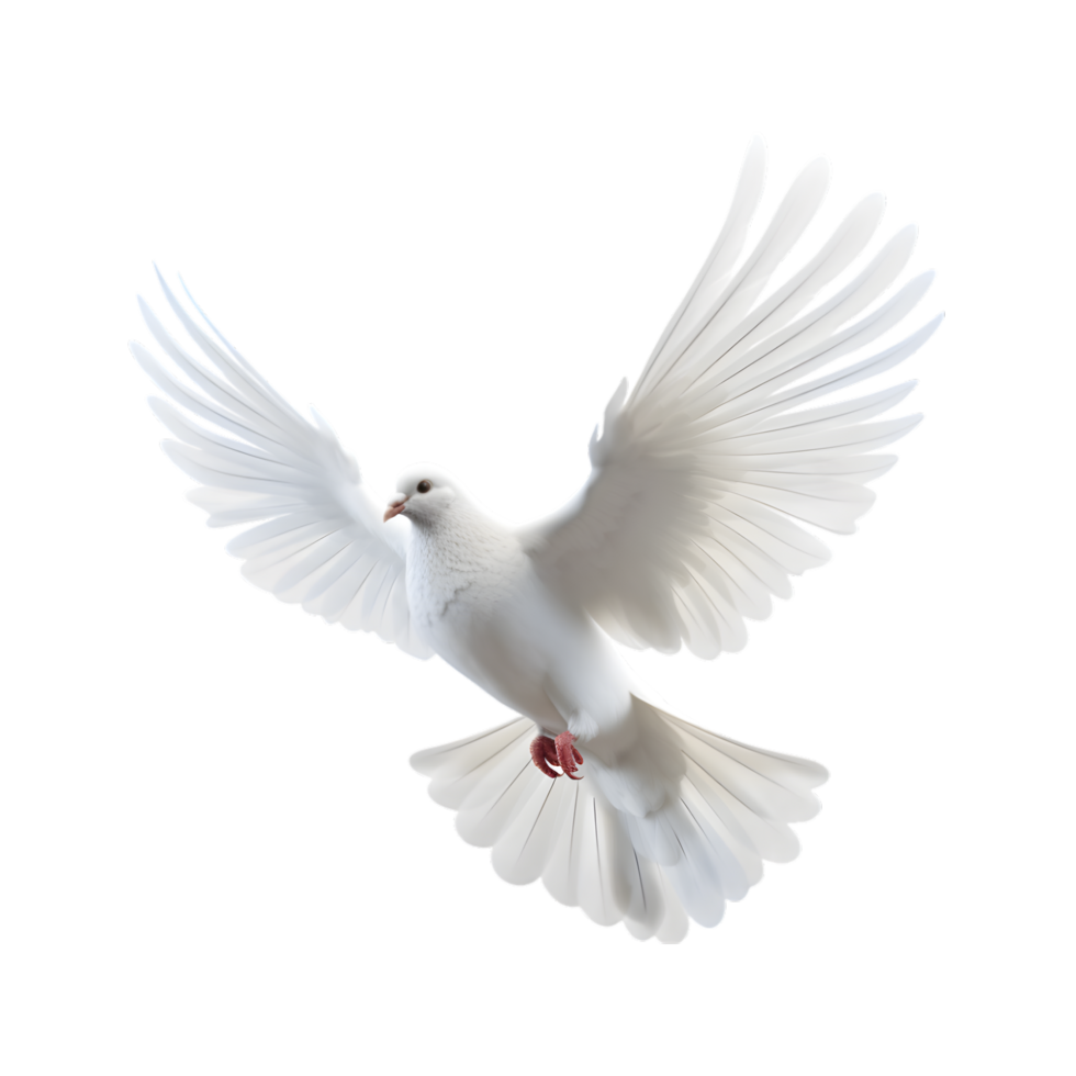 white dove flying with wings wide open isolated on a transparent background png