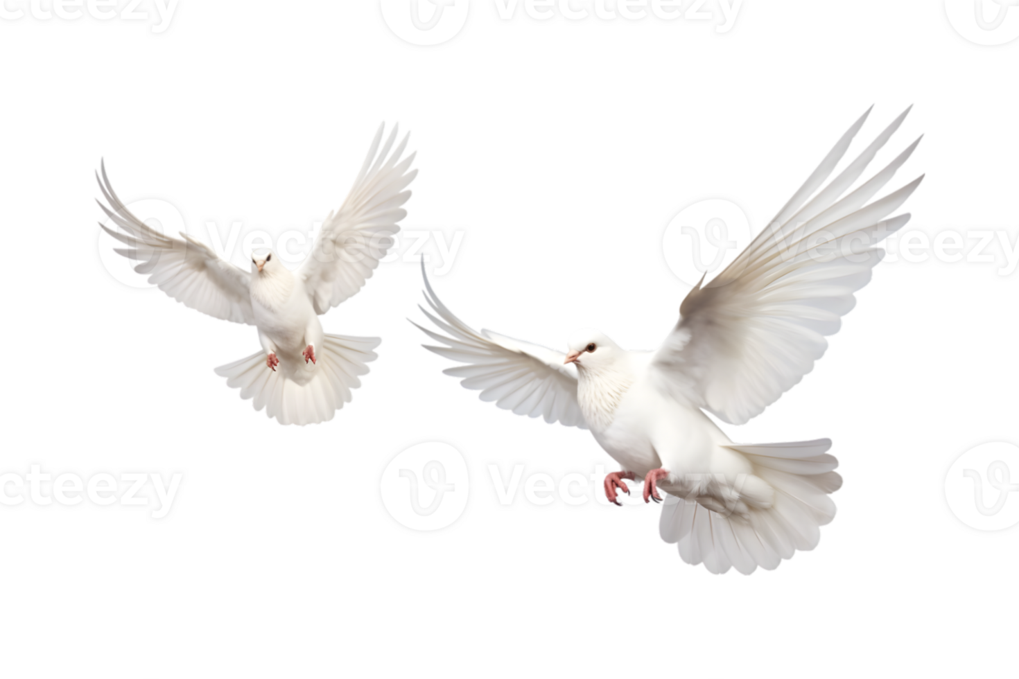 Two white doves are flying isolated on a transparent background png