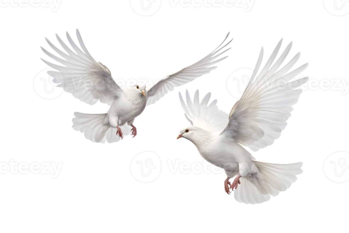 Two white doves are flying isolated on a transparent background png