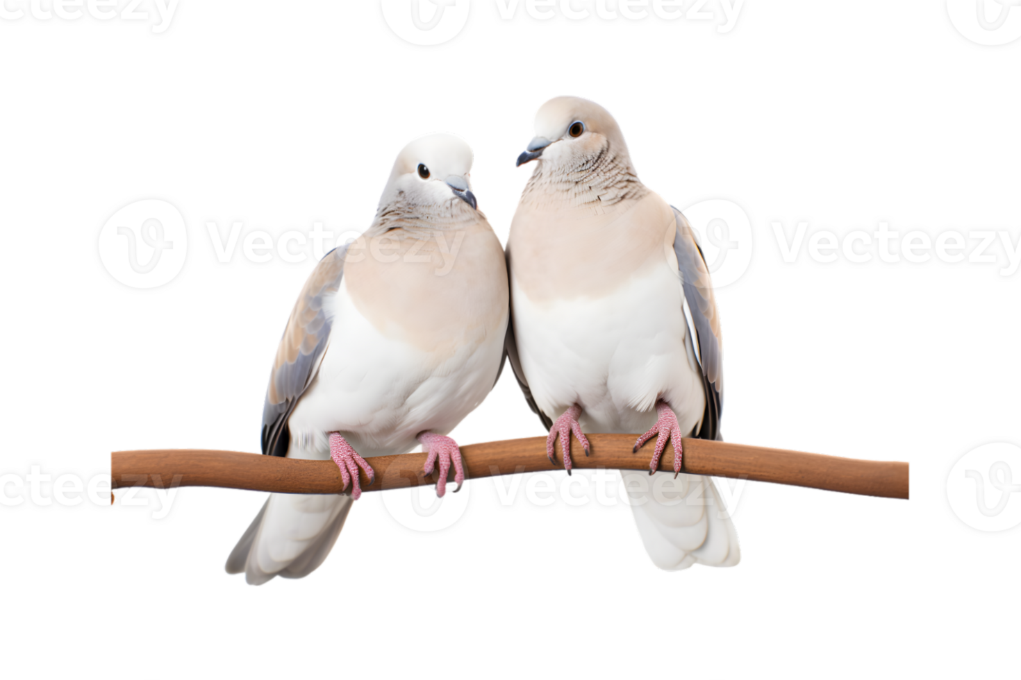 A pair of white doves are making love while sitting on a tree branch png