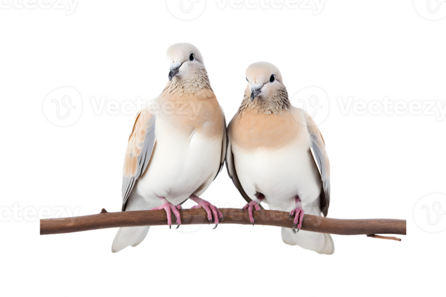 A pair of white doves are making love while sitting on a tree branch png