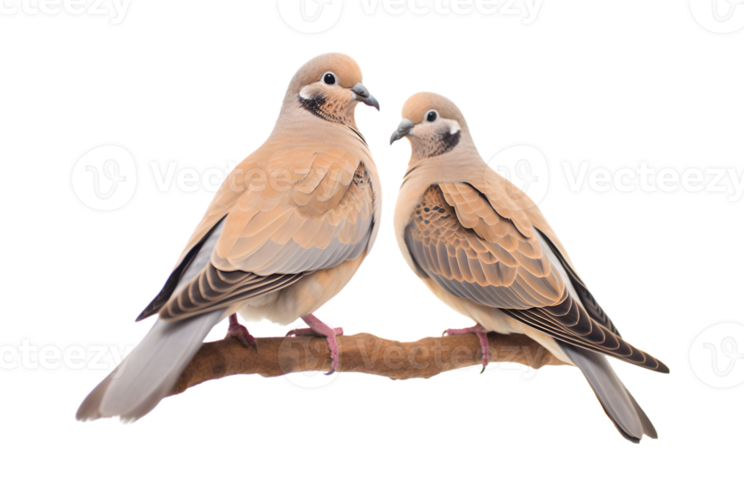 A pair of white doves are making love while sitting on a tree branch png