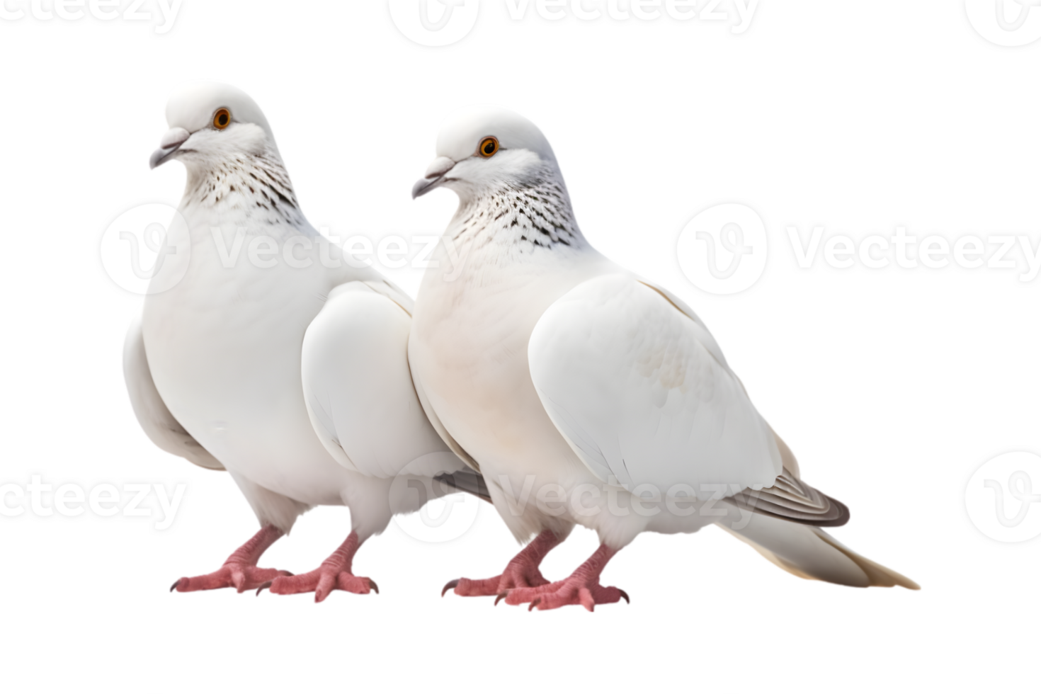 A pair of white doves are making love while sitting isolated on a transparent background png