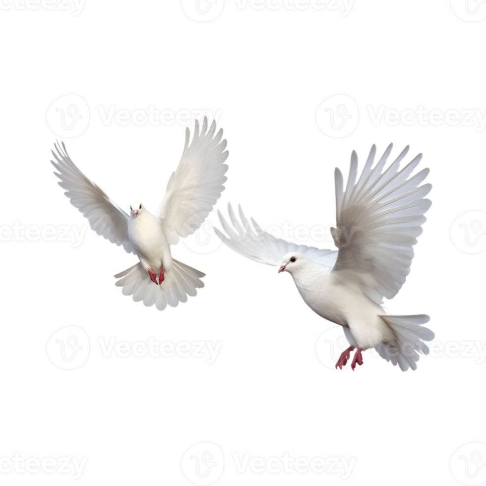 Two white doves are flying isolated on a transparent background png