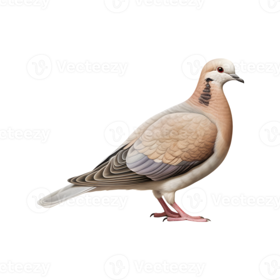 full body of a racing pigeon, side view isolated on a transparent background png