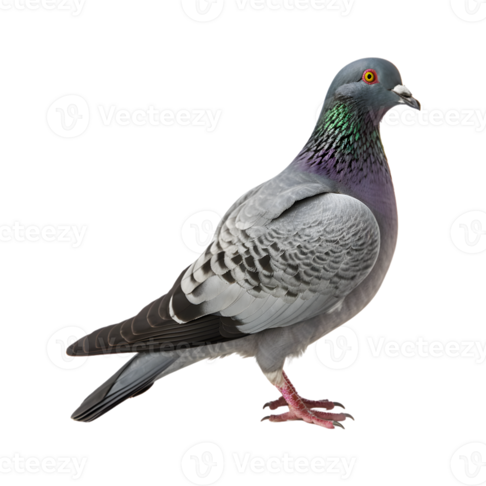 full body of a racing pigeon, side view isolated on a transparent background png
