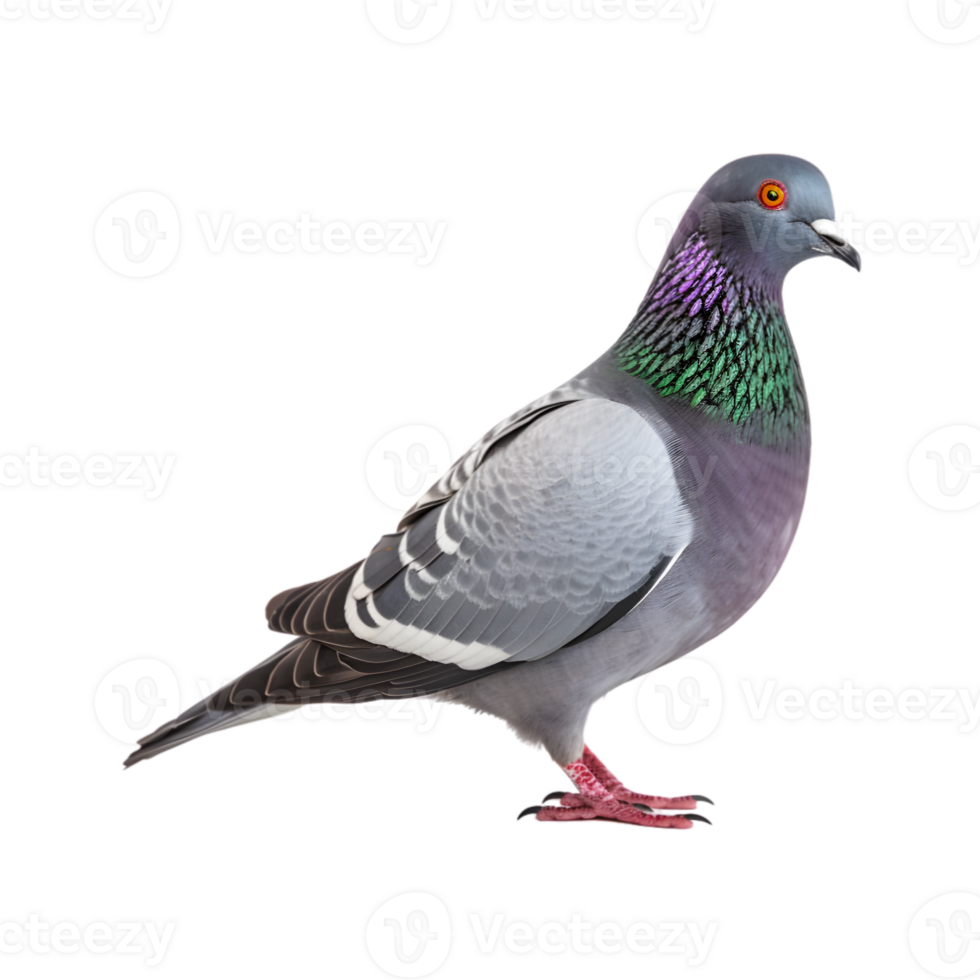 full body of a racing pigeon, side view isolated on a transparent background png