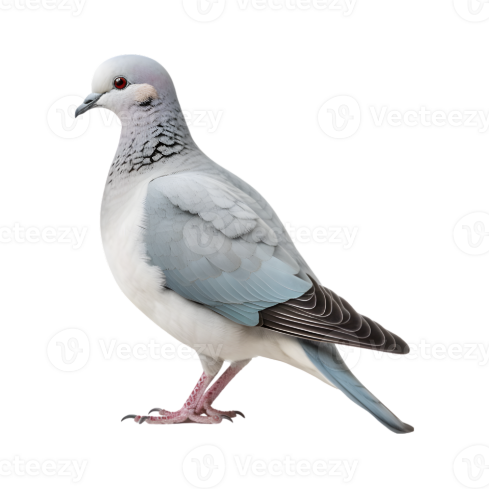 full body of a racing pigeon, side view isolated on a transparent background png