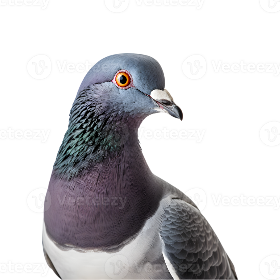 Close-up shot of a racing pigeon with beautiful colored plumage isolated on a transparent background png
