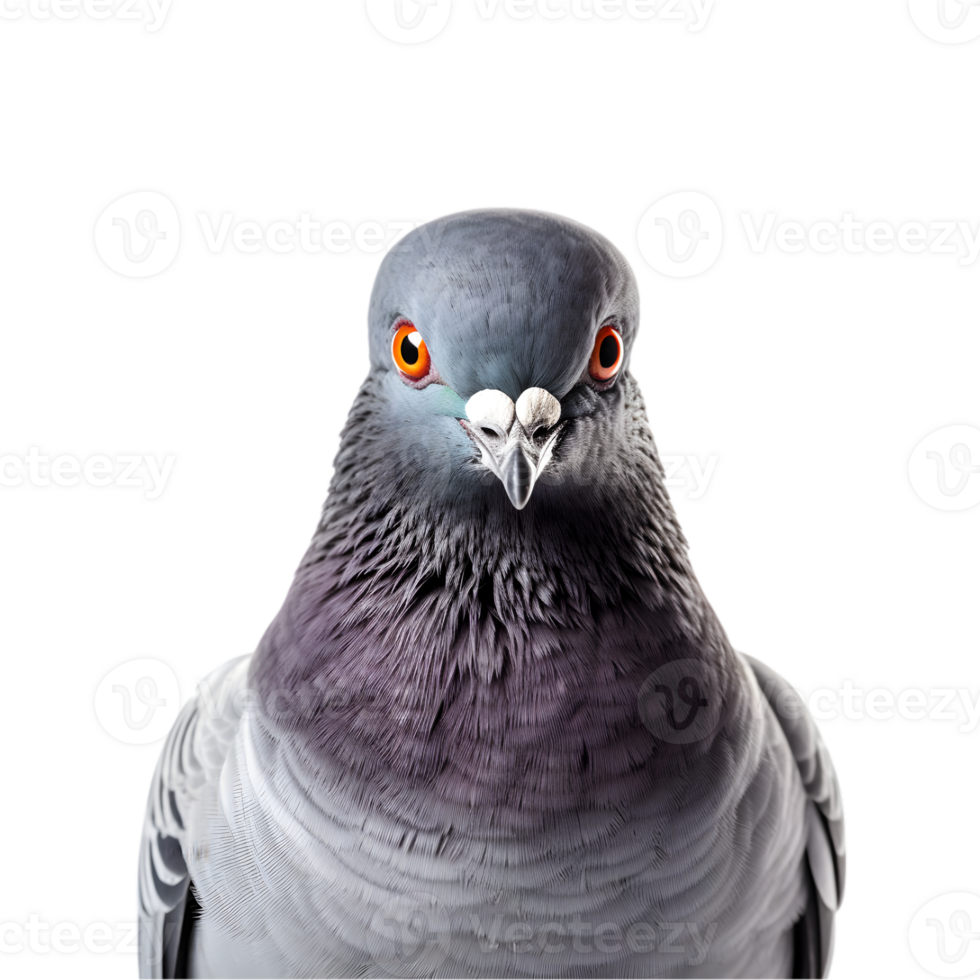 Close-up shot of a racing pigeon with beautiful colored plumage isolated on a transparent background png