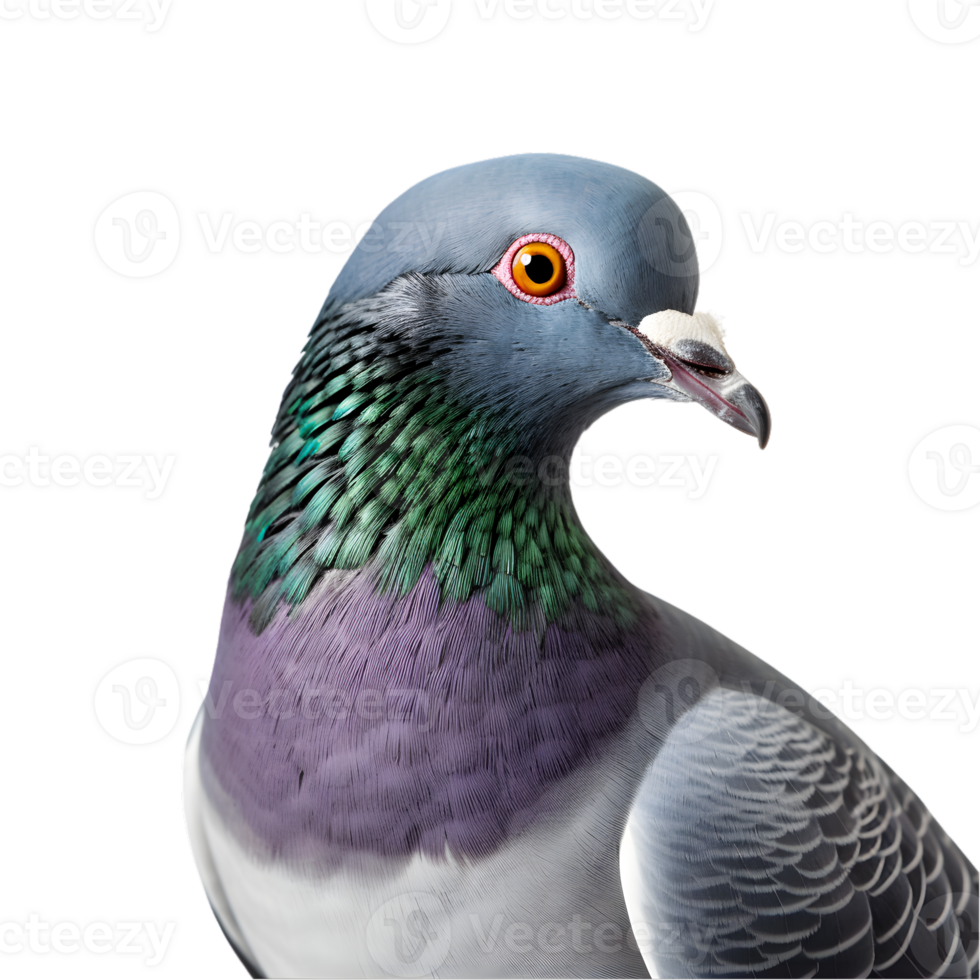 Close-up shot of a racing pigeon with beautiful colored plumage isolated on a transparent background png
