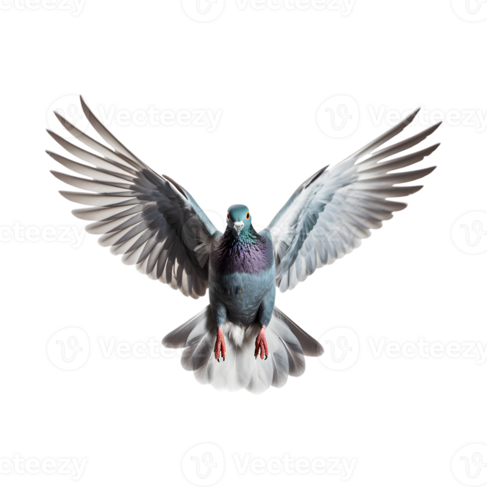 Racing pigeons fly with beautiful wide open wings isolated on a transparent background png