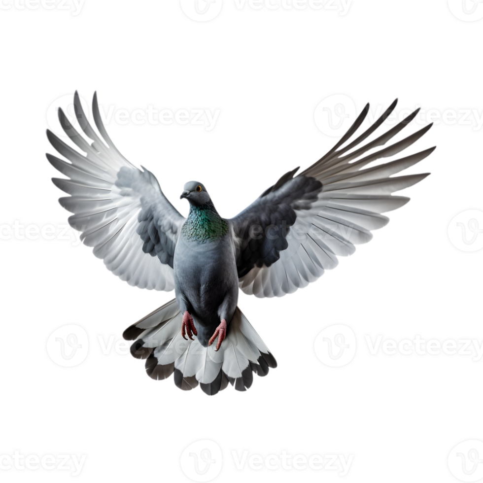 Racing pigeons fly with beautiful wide open wings isolated on a transparent background png