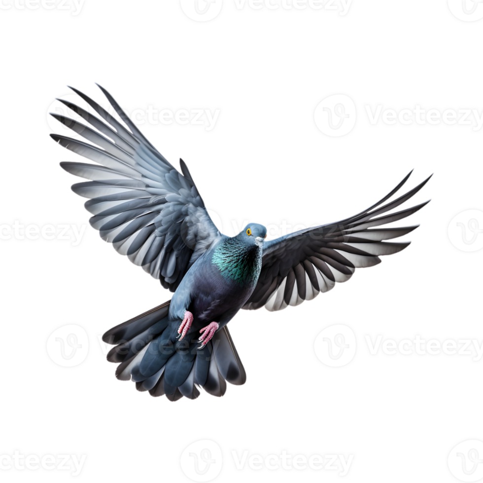 Racing pigeons fly with beautiful wide open wings isolated on a transparent background png