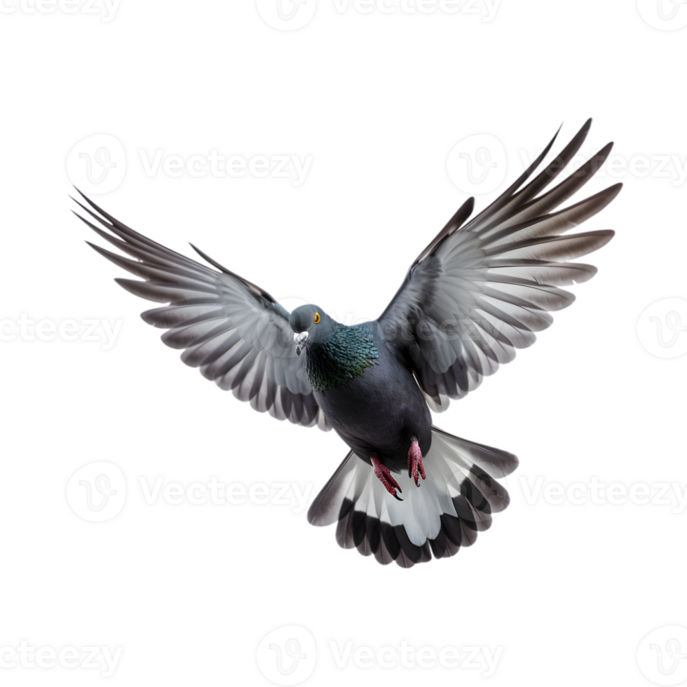 Racing pigeons fly with beautiful wide open wings isolated on a transparent background png