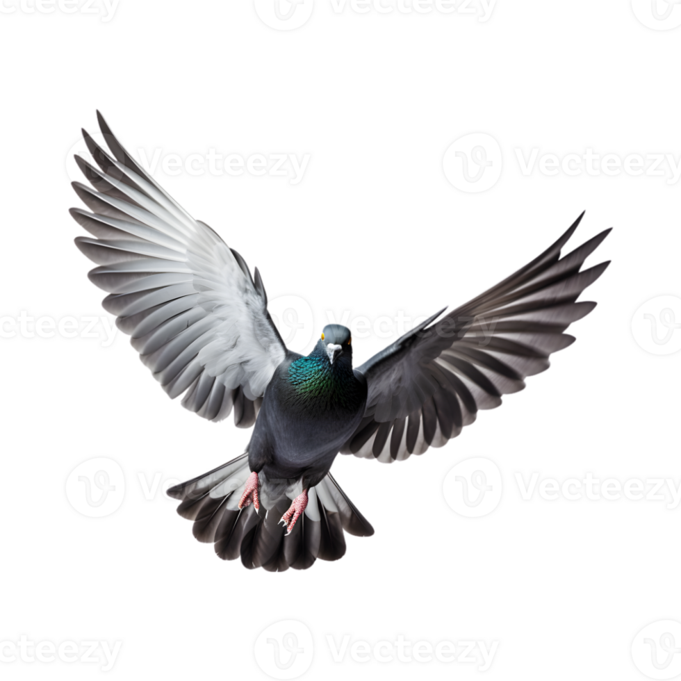Racing pigeons fly with beautiful wide open wings isolated on a transparent background png