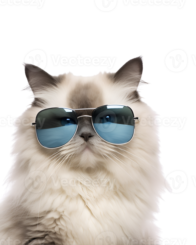 close-up photo of a cool cat posing wearing glasses and looking cool isolated on a transparent background png
