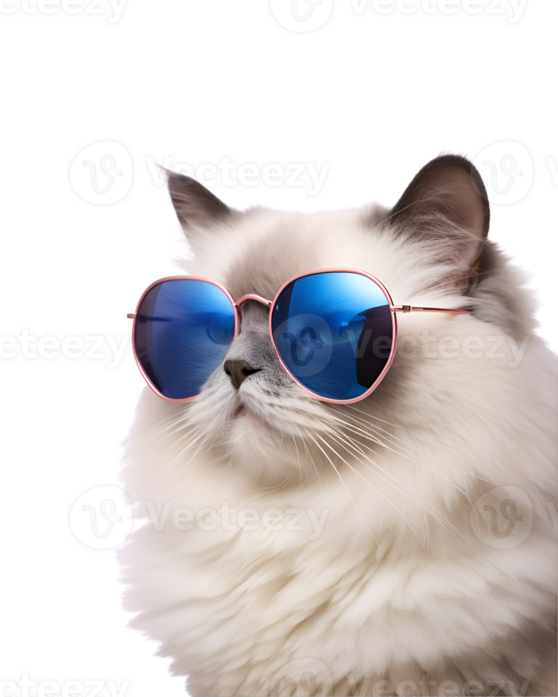 close-up photo of a cool cat posing wearing glasses and looking cool isolated on a transparent background png