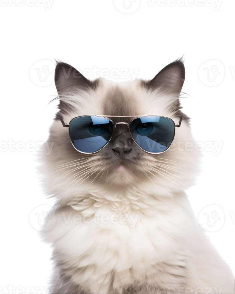 close-up photo of a cool cat posing wearing glasses and looking cool isolated on a transparent background png